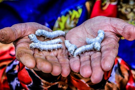 İran'ın geleneksel ipeği ve benzersiz özellikleri